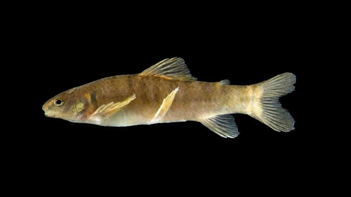 Bermejo y Juramento: descubren una nueva especie que revela la biodiversidad salteña
